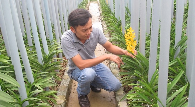 HTX chuyên kinh doanh hoa lan Mokara cắt cành.