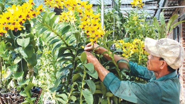 Mô hình trồng lan của HTX Hoa lan Đất Thủ mang lại hiệu quả cho các thành viên.