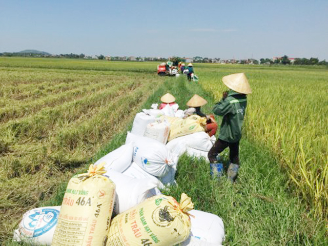 HTX có năng suất cao nhờ ứng dụng hiệu quả khoa học - kỹ thuật (Ảnh TL)