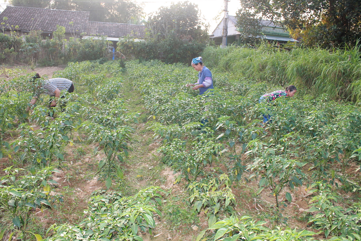 Mô hình liên kết đầu tiên giữa doanh nghiệp với chính quyền và nông dân sẽ được triển khai tại 2 huyện Hà Quảng và Hoà An của tỉnh Cao Bằng để trồng gừng và ớt theo tiêu chuẩn hữu cơ quốc tế - Ảnh: Chu Khội