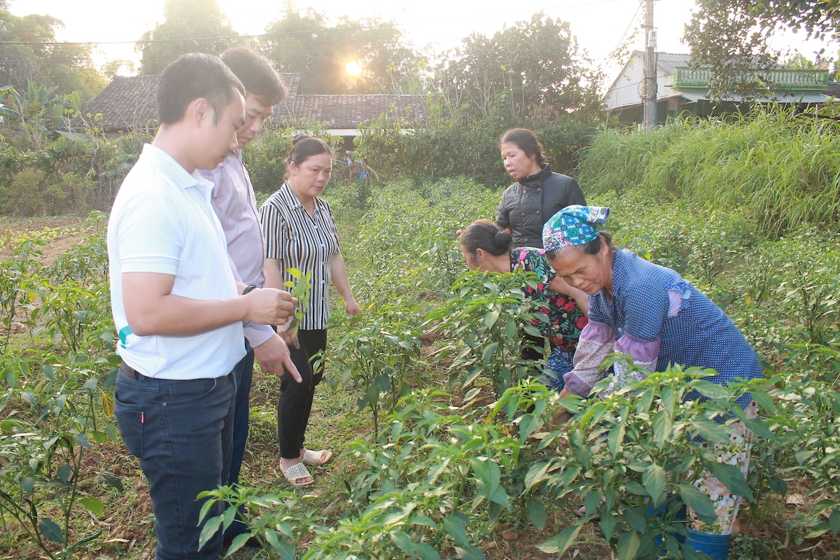Mô hình trồng ớt hữu cơ tại Cao Bằng đang mang lại hiệu quả kinh tế cao cho người dân địa phương - Ảnh: Chu Khôi