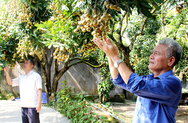 Cây ăn quả là cây thế mạnh tại Phổ Yên (Ảnh Tư liệu)