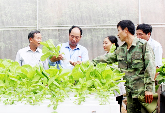 Các HTX đang thúc đẩy trồng trọt theo hướng an toàn (Ảnh TL)