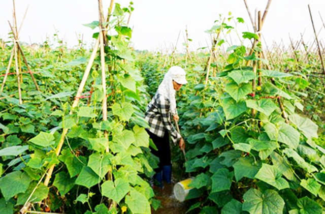 Vai trò của các HTX, tổ hợp tác là đặc biệt quan trọng giúp nông dân thoát nghèo, làm giàu (Ảnh TL)