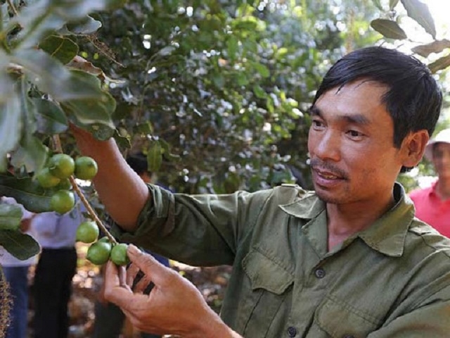 Mắc ca được cho là sẽ mang lại nguồn kinh tế lớn, giúp người dân giảm nghèo