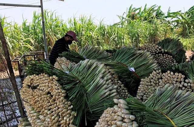 Nhờ HTX, cây sả đã giúp nhiều hộ dân xã Hùng Tiến giảm nghèo (Ảnh:TL)