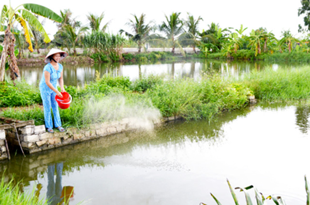 Thành công của HTX trở thành động lực cho nhiều hộ sản xuất học tập (Ảnh TL)