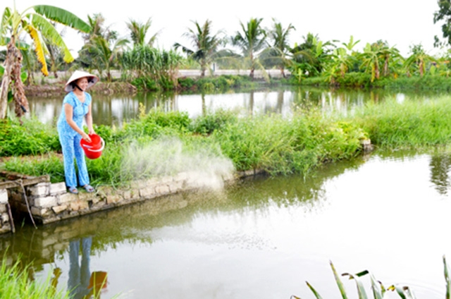 Thành công của HTX trở thành động lực cho nhiều hộ sản xuất học tập (Ảnh TL)