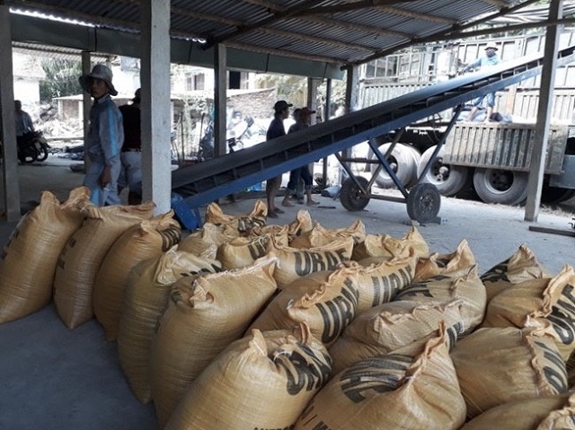 Hiệu quả cao từ sản xuất lúa giống theo chuỗi (Ảnh: TL)