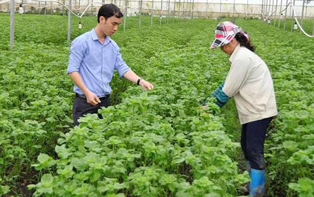 Các HTX góp phần định hướng các mô hình đi theo hướng an toàn, hiện đại (Ảnh TL)