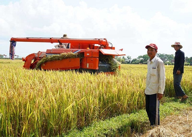 Ngày càng nhiều cánh đồng mang lại thu nhập cao cho người dân Phú Ninh (Ảnh: T.L)