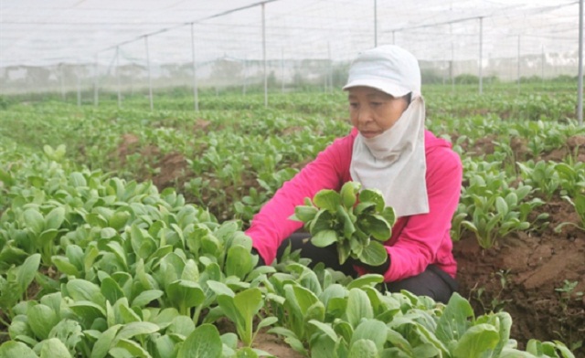 Khu vực kinh tế hợp tác hoạt động hiệu quả góp phần nâng cao các tiêu chí xây dựng NTM (Ảnh: TL)