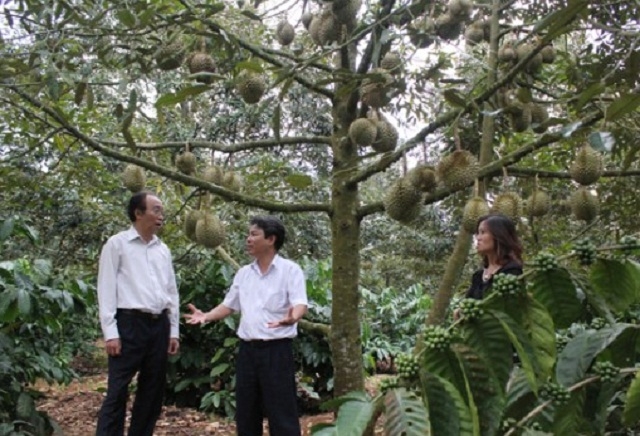 Mô hình trồng xen canh trong vườn cà phê đang mang lại hiệu quả kinh tế cao cho thành viên các HTX