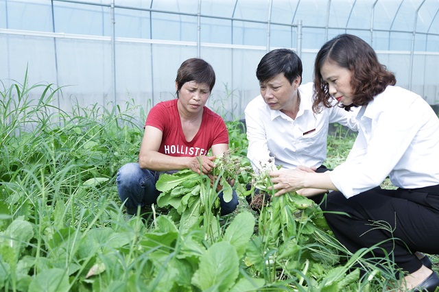 Trang trại trồng rau sạch theo hướng hữu cơ trong nhà kính của chị Đặng Thị Cuối ở xã Đan Phượng, huyện Đan Phượng.