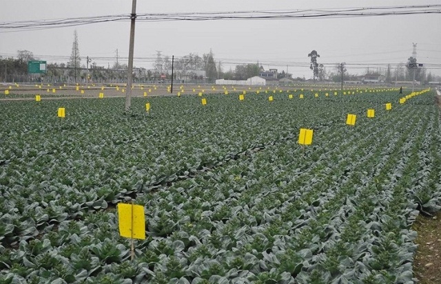 Bẫy màu bắt công trùng giúp hạn chế dùng thuốc bảo vệ thực vật