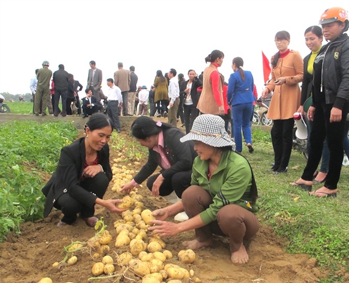 Lớp dạy nghề trồng khoai tây.