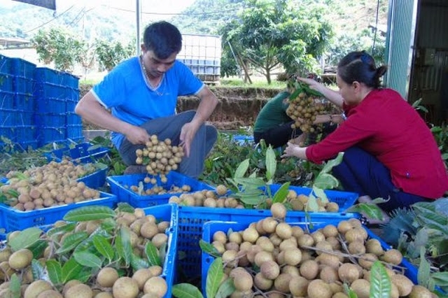 Sơn La có 34 mã số vùng trồng nhãn xuất khẩu sang Mỹ, Úc (Ảnh Internet)