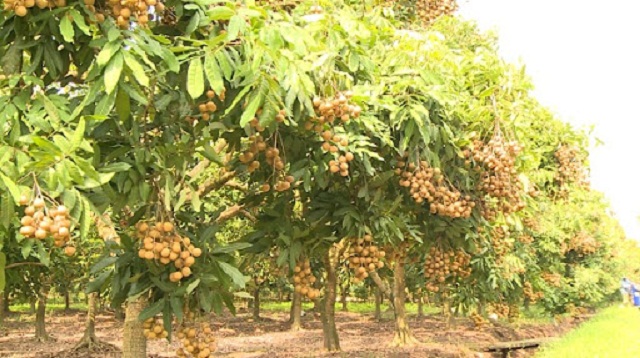 Cây nhãn là một trong những thế mạnh được các HTX và tổ hợp tác phát triển sản xuất theo hướng VietGAP