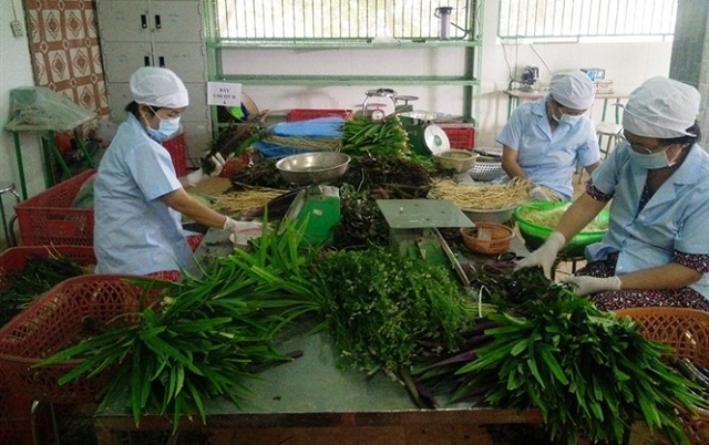 Rau được sơ chế, đóng gói trước khi đưa ra thị trường