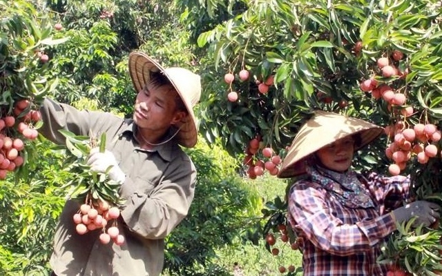 Vải thiều Bắc Giang tiêu thụ thuận lợi, giá bán cao (Ảnh Internet)