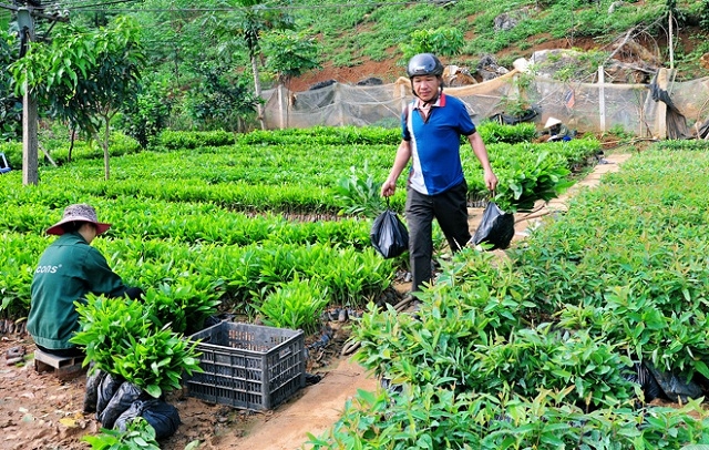 HTX Nam Phượng là đơn vị cung cấp cây giống tiêu biểu trên địa bàn xã (Ảnh:TL)