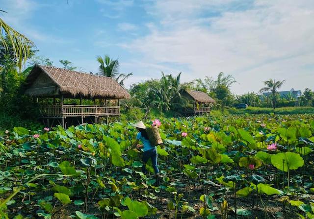 Trang trại Dốc Mơ Farm đang mở rộng quy mô sản xuất lên 17 ha theo mô hình vườn - ao - chuồng (Ảnh: TL)