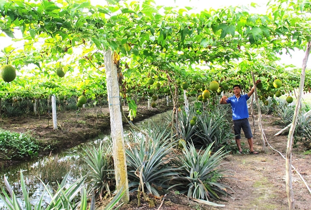 Hiệu quả của các HTX là yếu tố quan trọng thúc đẩy NTM ở Cầu Kè.