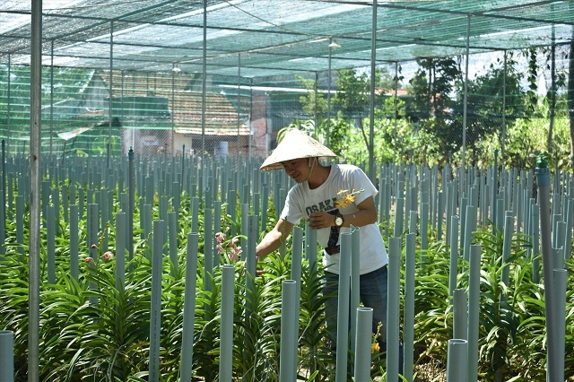 Mô hình trồng lan của anh Huỳnh Đức Anh Thi (Ảnh: TL)