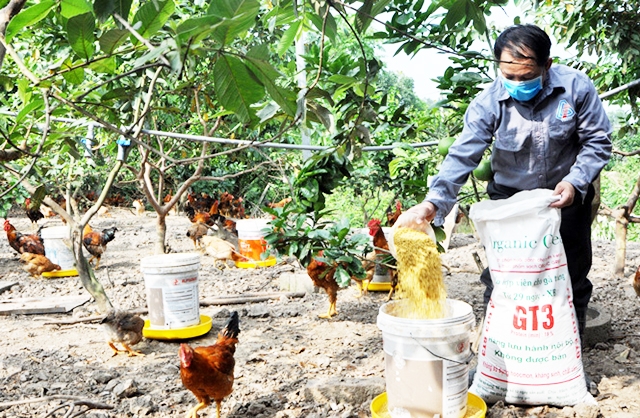 HTX Chăn nuôi xanh đang là điểm sáng trong phát triển nông nghiệp sạch hiệu quả cao ở Sông Công (Ảnh Tư liệu)