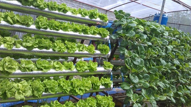 Để mở rộng sản xuất, anh Thi đã vay vốn xây dựng vườn rau sạch (Ảnh: TL)