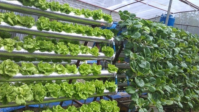 Để mở rộng sản xuất, anh Thi đã vay vốn xây dựng vườn rau sạch (Ảnh: TL)