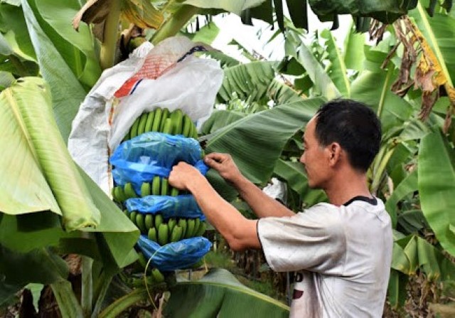 Các HTX tạo nhiều công ăn việc làm, nâng cao thu nhập, xóa đói giảm nghèo