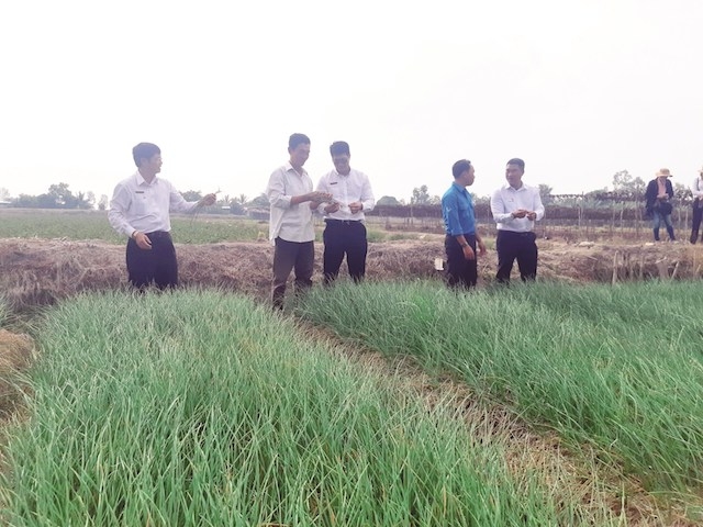 Những lớp học nghề phát huy hiệu quả ngay đối với sản xuất nông nghiệp