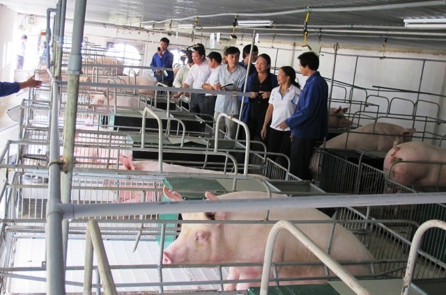 Mối liên kết 4 nhà giúp HTX gặt hái được nhiều thành công