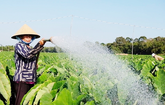 Những thành công trong phát triển nông nghiệp đóng góp quan trọng trong xây dựng NTM ở Trà Cú.