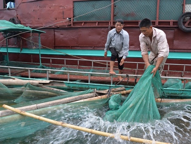 HTX Chiềng Khoang đang thúc đẩy nghề nuôi cá lồng tại địa phương