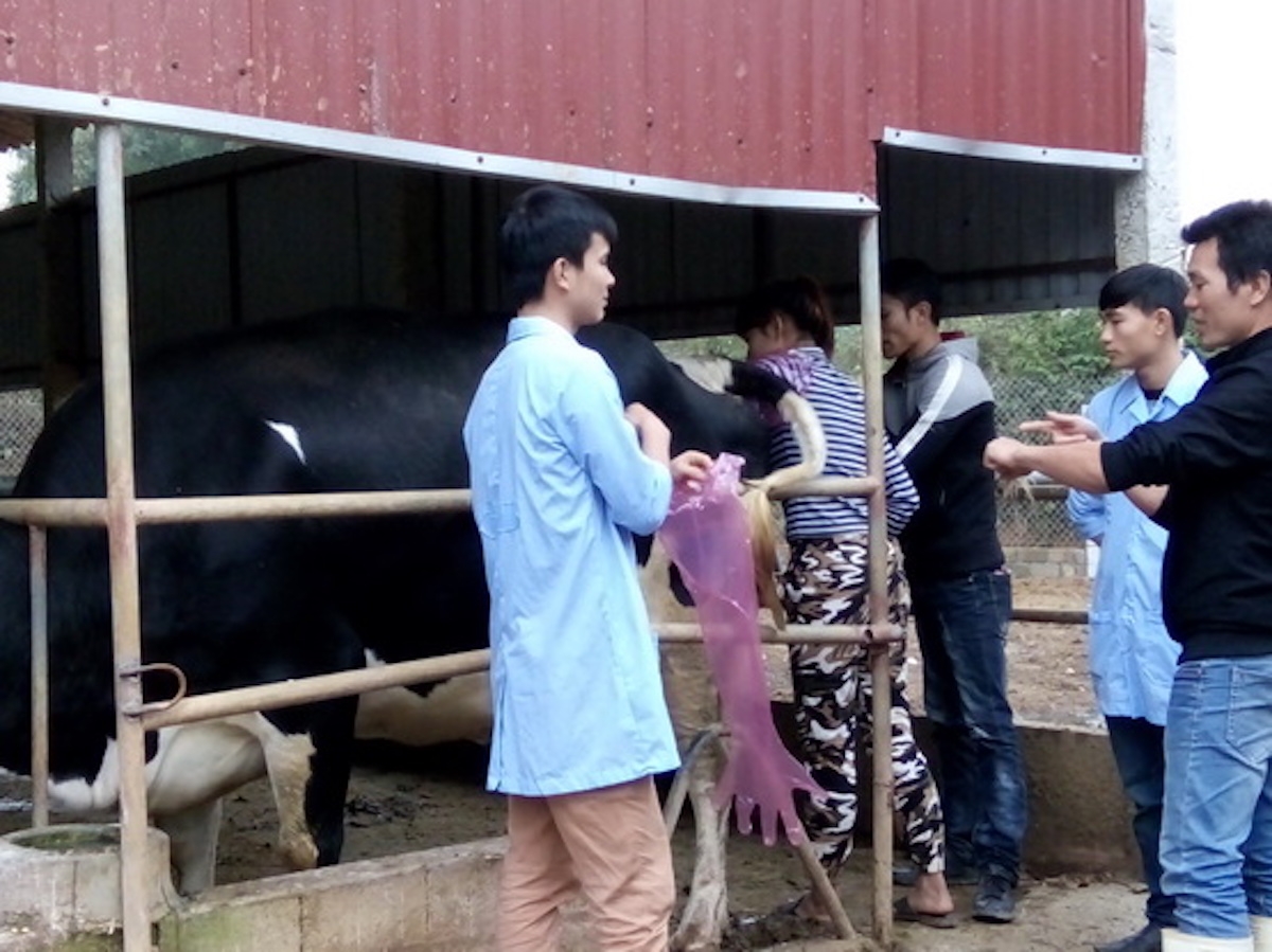 Một lớp dạy nghề chăn nuôi bò.