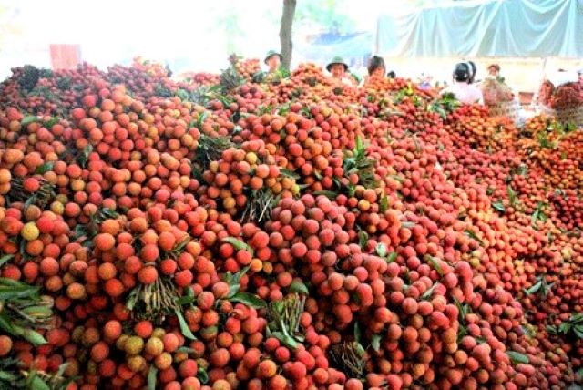 Chi phí xuất khẩu bằng đường biển thấp mở ra cơ hội lớn để xuất khẩu vải thiều (Ảnh: TL)