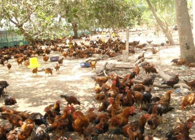 Nhờ chính sách khuyến khích hỗ trợ, nhiều gia đình đã mạnh dạn vay vốn chuyển đổi cơ cấu cây trồng, vật nuôi