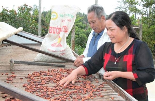 Tổ hợp tác liên kết giúp các nông hộ phát triển bền vững (Ảnh: TL)