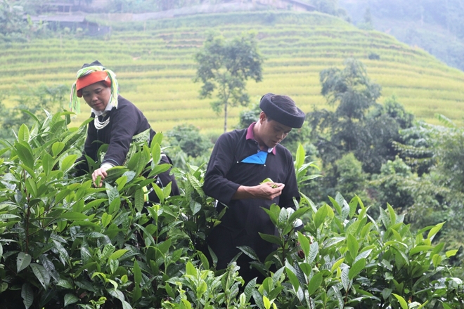 Gia đình anh Chiến đổi đời nhờ cây chè ở địa phương (Ảnh: TL)