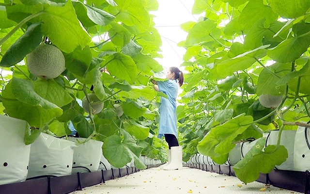 Duy Tiên sẽ thúc đẩy nông nghiệp theo hướng hữu cơ gắn với ATLĐ (Ảnh TL)