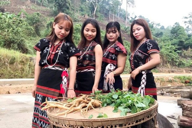 Mô hình trồng cây đảng sâm dưới tán rừng đã mở hướng giúp đồng bào địa phương thoát nghèo (Ảnh: TL)