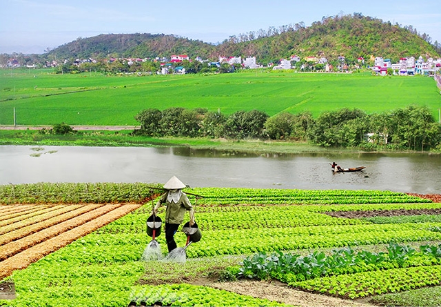 Nhờ sản xuất an toàn, nông nghiệp thị xã Duy Tiên đang phát triển ổn định (Ảnh Tư liệu)