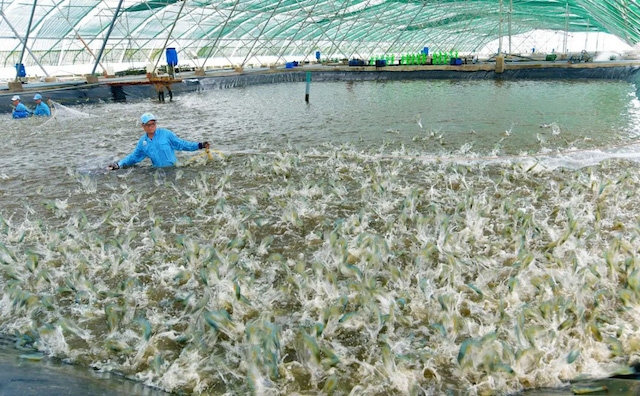 Các HTX nuôi tôm công nghệ cao ở Cần Giờ đang cần liên kết cho đầu ra ổn định (ảnh: TL)