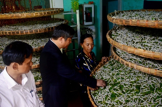 HTX trồng dâu nuôi tằm Lệ Bắc đã đứng ra làm đầu mối bao tiêu sản phẩm cho người trồng dâu, nuôi tằm (Ảnh: TL)