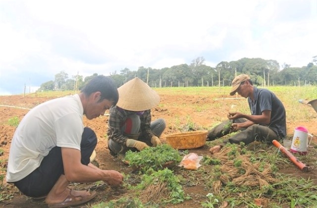 Khu vực kinh tế hợp tác phát huy được thế mạnh tiềm năng tại Đà Lạt thứ hai.