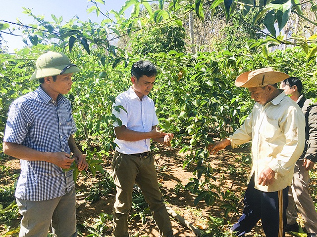 Cán bộ kỹ thuật hỗ trợ người dân chăm sóc chanh leo (Ảnh:TL)