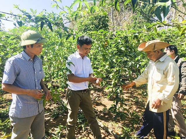 Cán bộ kỹ thuật hỗ trợ người dân chăm sóc chanh leo (Ảnh:TL)