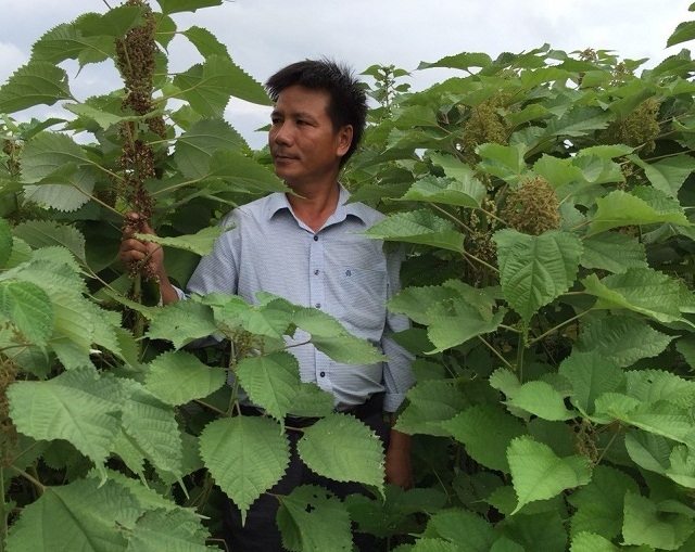 HTX đang tiếp tục đẩy mạnh phát triển chuỗi cây gai xanh để tăng thu nhập cho thành viên và người dân (Ảnh:TL)